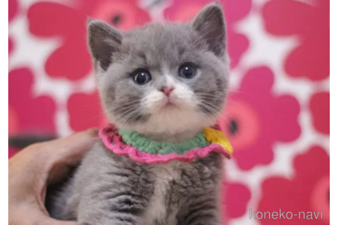 成約済の東京都のスコティッシュフォールド-104746の6枚目